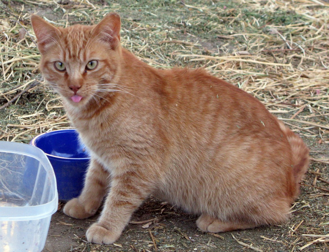 Ferals10April10Martin3