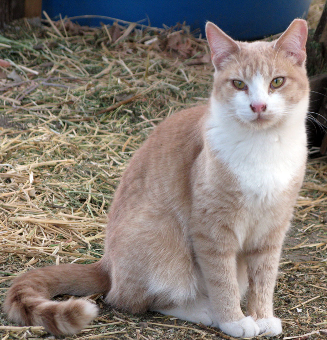 Ferals10April10Will3